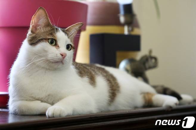 © 로이터=뉴스1 © News1 정윤영 기자