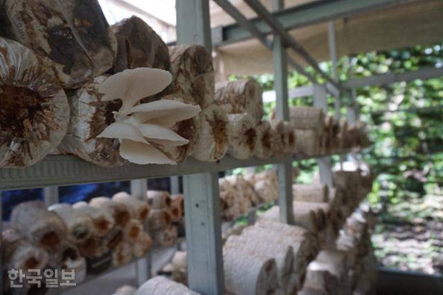 인도네시아 욕야카르타특별자치주 블레베란 마을의 수르티나씨 버섯 재배사에서 자라고 있는 느타리버섯. 블레베란=고찬유 특파원