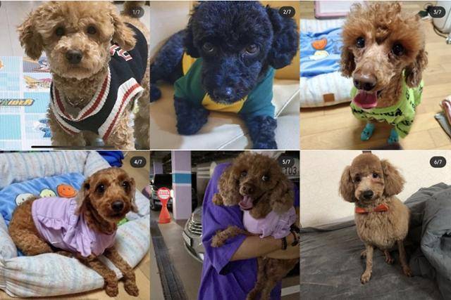 전북 군산시 소재 공기업에서 근무했던 40대 A씨에 의해 살해된 것으로 추정되는 푸들들. 군산길고양이돌보미 인스타그램 캡처