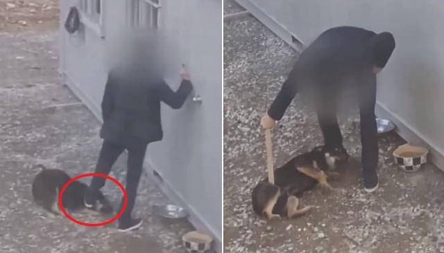 유정우 부산고법 고법판사는 6개월간 강아지의 목을 밟거나 각목으로 때리는 동물학대 사건에 벌금형이 아닌 징역형의 집행유예를 이례적으로 선고했다. UBC울산방송 캡처