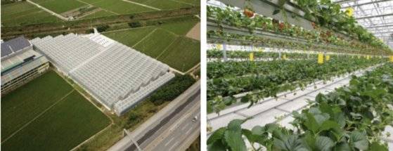 호주에 진출한 한국 기업의 스마트팜 전경 및 딸기 농장 내부. [자료 KOTRA]
