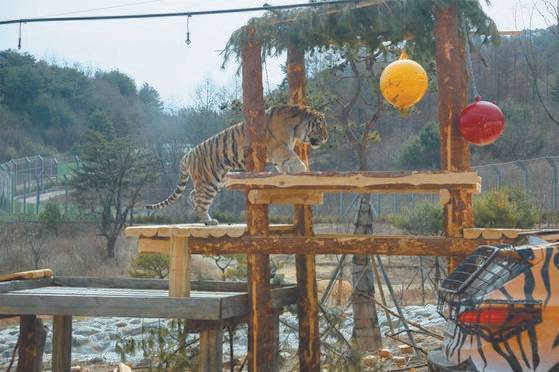호랑이들의 건강과 활동성을 증진하기 위해 설치한 놀이시설을 이용하는 모습. 국립백두대간수목원