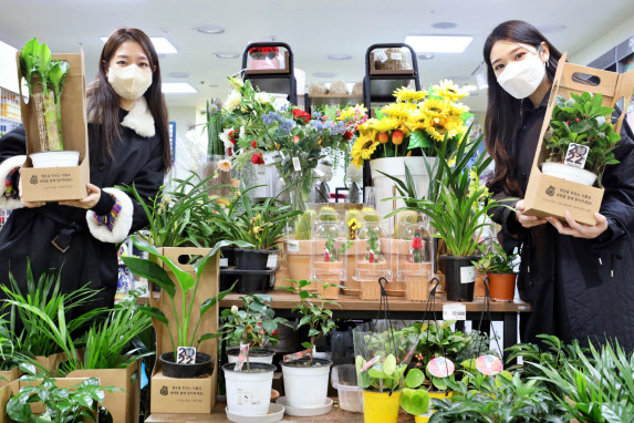 롯데마트 직원들이 판매에 돌입한 꽃말 좋은 식물들을 소개하고 있다.(사진=롯데마트)
