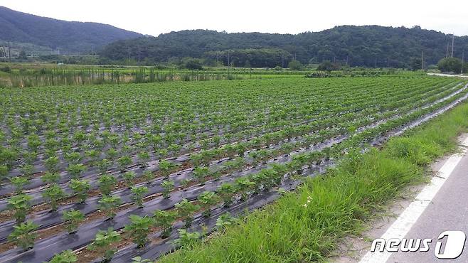 논에서 재배되는 콩. 전북도는 올해 '논 타 작물 재배 지원사업'에 27억원을 지원한다./뉴스1
