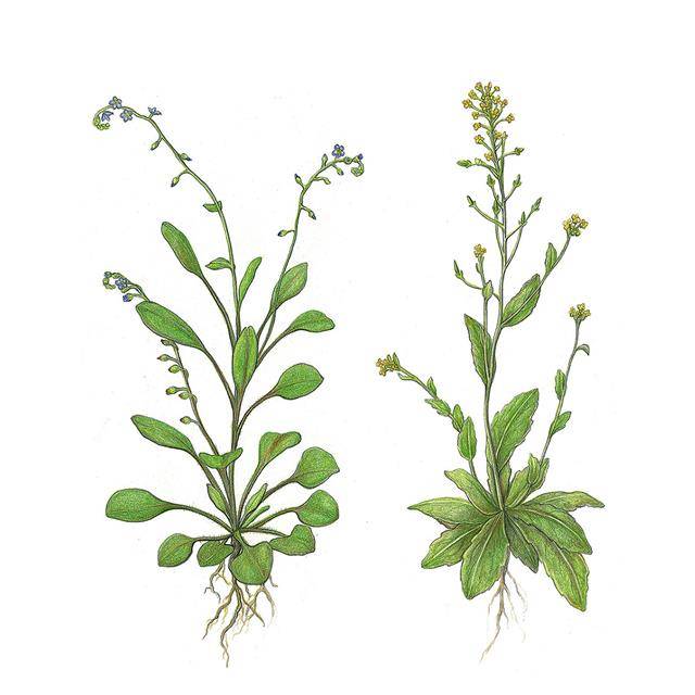 봄에 꽃이 피는 작은 들풀 중에는 수분 손실이 빠른 종이 많다. 왼쪽은 꽃마리, 오른쪽은 꽃다지.