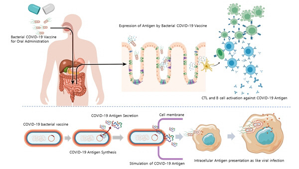 Graphical abstract to show the mechanism of orally-administered Covid-19 vaccine