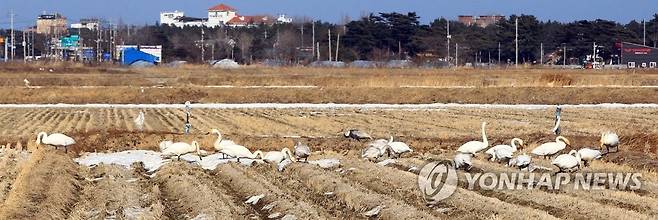 먹이활동 하는 고니와 재두루미 (양양=연합뉴스) 이종건 기자 = 7일 양양 남대천 인근 들판에서 고니들이 먹이활동을 하고 있다. 고니들과 함께 먹이활동을 하는 재두루미 한 마리가 이채롭다.
    2022.1.7 momo@yna.co.kr