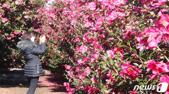 제주 서귀포시 남원읍 휴애리자연생활공원에서 방문객들이 만개한 동백꽃을 감상하고 있다. 2021.12.6/뉴스1 © News1 오현지 기자