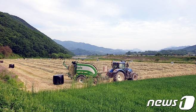 충북 괴산군 들녘에서 사료작물 수확이 한창이다.(괴산군 제공)© 뉴스1