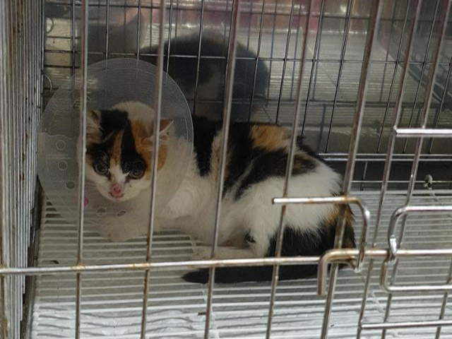 구조 당시 빵덕이는 2개월 정도 되어 보이는 어린 고양이였다. 구조 이후 범백 진단을 받아 치료를 받고 회복했다. 팅커벨프로젝트 제공