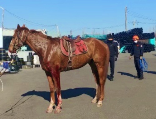 부산의 한 승마장에서 탈출한 말 1마리가 도로를 달리다 차량 2대와 부딪힌 뒤 붙잡혔다. 부산소방본부