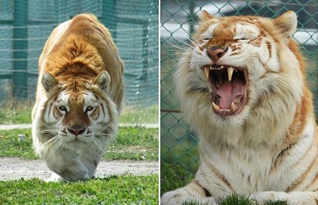 사고를 낸 호랑이는 ‘볼타’라는 이름의 11살 수컷 인도호랑이(벵골호랑이)다. 몸길이 2~3m, 몸무게 150~160㎏의 거구다. 볼타는 금빛 털을 가진 황금호랑이(황금얼룩호랑이)다.