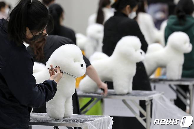 지난 11월 서울 서초구 aT센터에서 열린 '2021 코리아펫쇼' 제1회 한국비숑프리제 그루밍 챔피언십 대회에 참가자들이 마무리 손질을 하고 있다. (사진은 기사 내용과 무관함) / 뉴스1 © News1