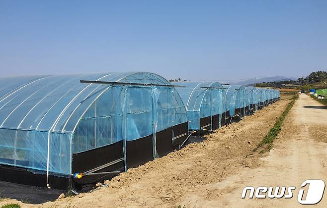 (고창=뉴스1) 박제철 기자 = 전북 고창군이 올해 20억원의 사업비를 들여 기후변화와 농산물 시장개방 확대에 대응하기 위한 2022년도 비가림 재배 시설하우스 지원사업을 추진한다.© 뉴스1
