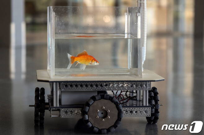 수조에 담긴 금붕어가 로봇자동차를 조종해 목표로 향하고 있다. © 로이터=뉴스1