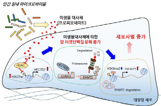 한국생명공학연구원은 장내 미생물 생산 물질이 대장암 성장을 억제하는 메커니즘을 밝혀냈다.



그림은 장내 미생물 대사체에 의한 대장암 세포사멸 유도 과정 모식도



생명연 제공