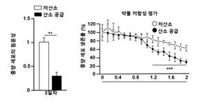 산소를 공급한 스페로이드에서 침윤성과 약물 반응성이 개선됐다.