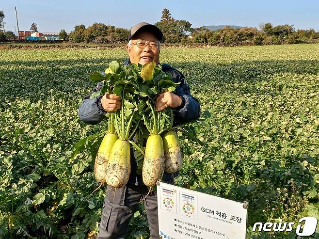 제주 서귀포시 성산읍 고성리의 정맹선씨(74)가 수확한 무를 들어보이고 있다. © News1