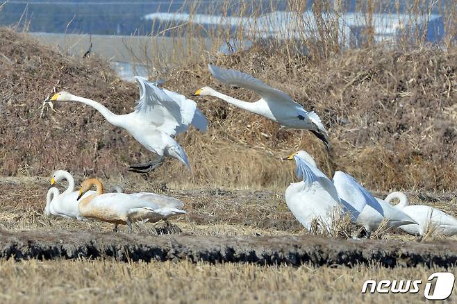 천연기념물 제201-2호이자 멸종위기 2급인 큰고니 떼가 경북 포항시 북구 흥해 들녘으로 날아들고 있다. 2022.1.11/뉴스1 © News1 최창호 기자