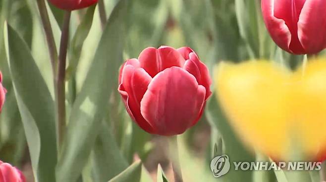 튤립 [연합뉴스TV 제공]