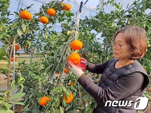 기후 온난화로 아열대 작물이 전국 시설하우스에서 재배되면서 전북 정읍지역에서도 당도 높고 품질이 우수한 고품질 만감류가 새 소득 작물로 각광 받고 있다.    © 뉴스1