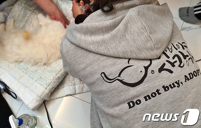 9일 고양이들이 임시 보금자리에서 건강 관리를 받고 있다. © 뉴스1 최서윤 기자