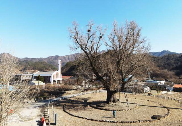 병영 마을 중심을 지키고 있는 성동리 은행나무. 수령 800년으로 추정된다.
