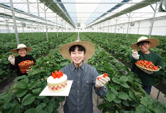 충청남도 논산시에 위치한 비타베리 재배 농가에서 청년농부 박태준씨가 비타베리를 활용한 파리바게뜨 케이크를 들고있다.(SPC그룹 제공)