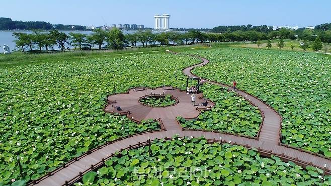 강릉 경포가시연습지