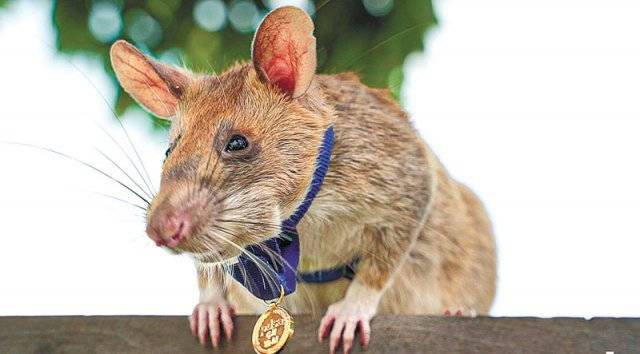 캄보디아에서 땅속 지뢰를 100개 이상 찾아내며 많은 생명을 구해 ‘영웅 쥐’로 평가받는 마가와. 아포포 사이트 캡처