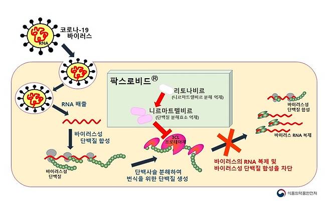 팍스로비드 작용 기전 *재판매 및 DB 금지