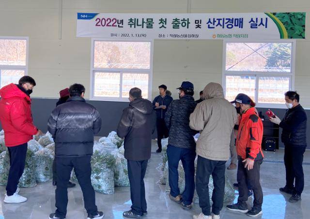 지난 13일 열린 하동 취나물 출하 및 산지경매 모습. 하동군 제공