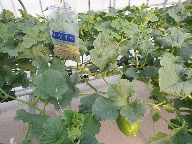 저온기에는 외부 온도가 낮아 환기가 어려워 시설하우스 내부에 탄산가스가 부족할 수 있으므로 탄산가스 발생제를 활용해 보충해야 한다. (경북도 제공) 2022.01.14.