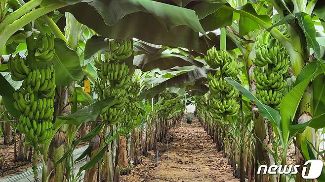 엣지해남바나나 비닐하우스 농장 내부 모습.© News1