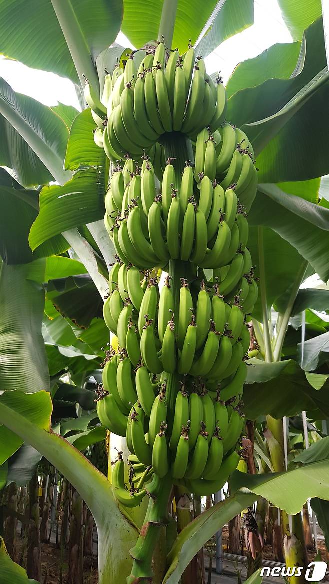 엣지해남바나나.© News1