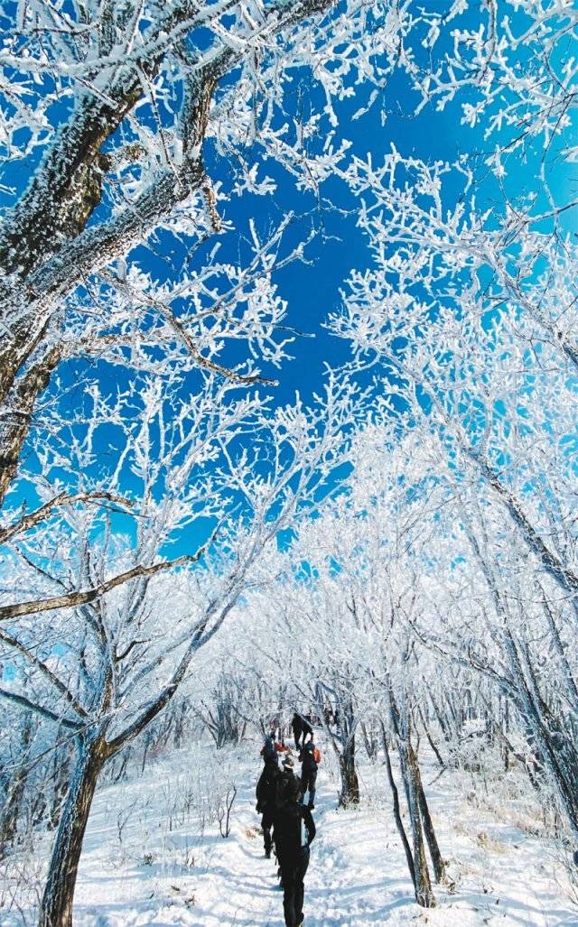 강원 평창군과 홍천군 경계에 있는 계방산은 눈꽃여행의 명소다. 맑고 차가운 공기에 짙푸른 하늘을 배경으로 눈꽃터널을 지나가다 보면 깊은 바닷속 하얀색 산호 군락지를 걷는 듯한 느낌이 든다.