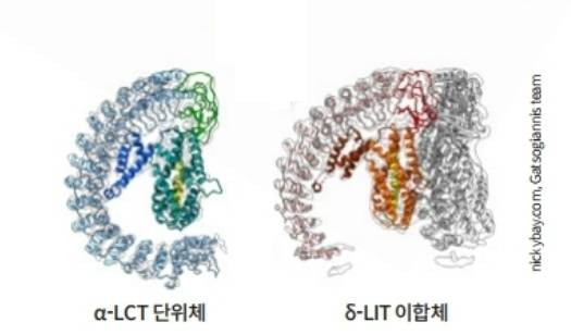 검은 과부거미의 신경독 α-LCT 단위체와 δ-LIT 이합체의 구조가 밝혀졌다. 크리스토스 가트소지아니스 독일 뮌스터대 의·생물물리학연구소 교수팀