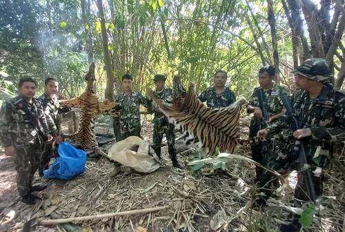 벵골 호랑이 두 마리의 가죽을 들어 보이는 국립공원순찰대원들[Piyarat Chongcharoen 제공/방콕포스트 캡처]