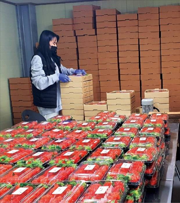 < 자식처럼 키웠는데… > 경북의 한 딸기 농장에서 직원들이 상품을 포장하고 있다. 이 농장은 직거래에 필요한 택배가 막히면서 딸기를 30%가량 싼 가격에 경매시장에 출하하고 있다. 작업장 한쪽에 택배로 보낼 수 없는 딸기가 쌓여 있다.  /농장  제공