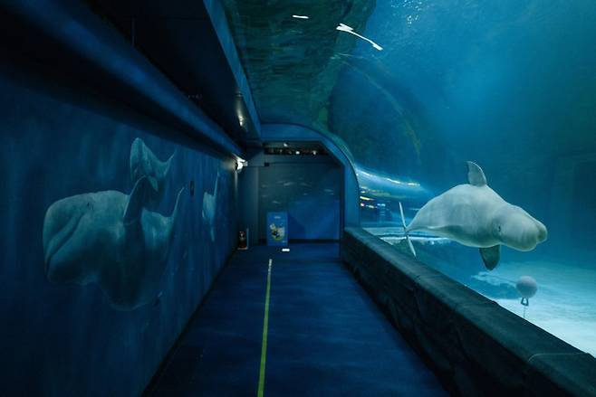 종일 같은 궤도를 반복해서 맴도는 벨라. 수족관 벽에는 앞서 폐사한 벨로와 벨라가 함께 그려져 있다.