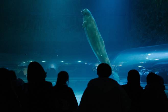 롯데월드 아쿠아리움에서 벨라가 관람객들에게 둘러싸여 있다.