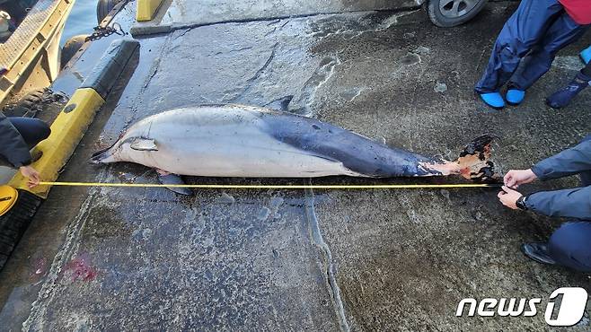 강릉 안인해역에서 혼획된 참돌고래.(속초해경 제공) 2022.1.17/뉴스1