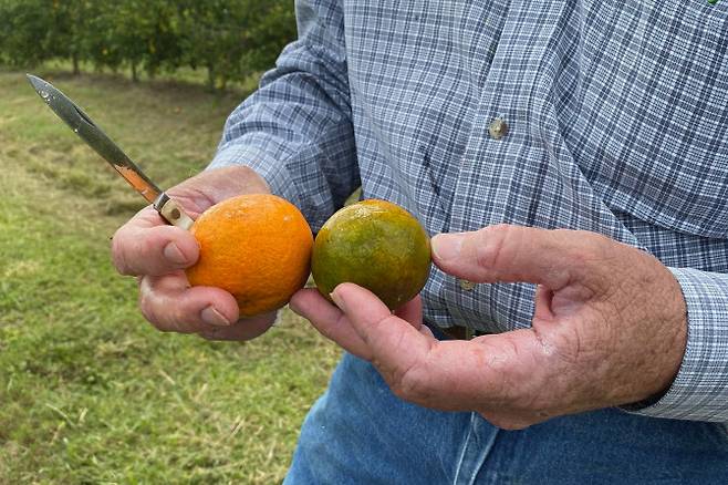미국 플로리다주 오렌지 농장에서 발견되고 있는 감귤녹화병. (사진=AFP)