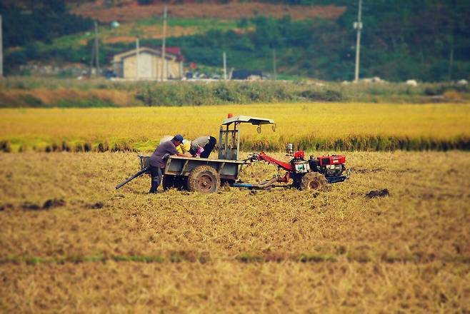 오존 농도 증가로 한국 등 동아시아 3국에서 연간 75조원의 곡물 수확량 감소 피해가 발생하는 것으로 추산됐다. 픽사베이