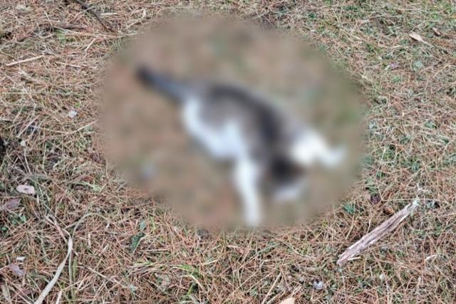 지난해 12월 16일 인왕산 계곡에서 발견된 길고양이 사체. 종로구 길고양이 관리봉사자 협의회 카페 캡처
