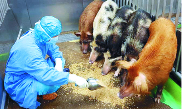 서울대의대 연구진이 췌도 이식에 쓰일 무균 돼지를 관리하는 모습. 서울대의대 제공