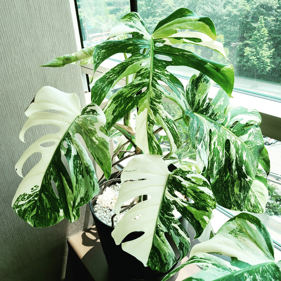 Monstera albo is the most sought-after houseplant among amateur gardeners. [PARK SEON-HO]