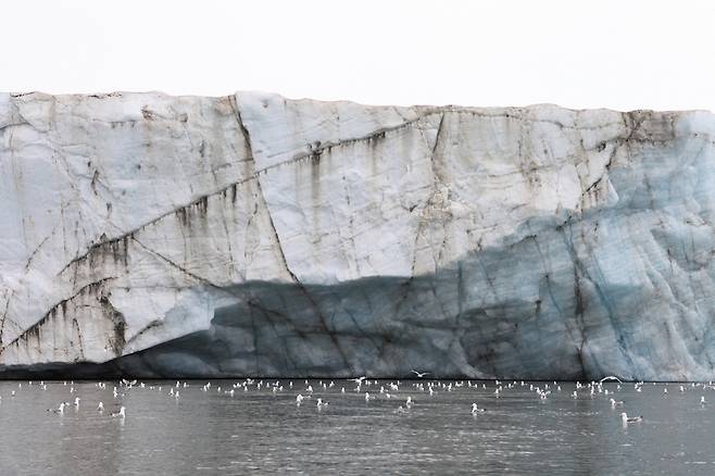 북극 빙하 밑에 모여든 바닷새들.