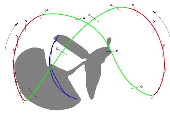 깃날개깨알벌레의 8자형 날개짓 [Modified from Farisenkov et al. (2022) 제공/ 재판매 및 DB 금지] photo@yna.co.kr