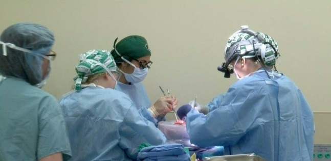 미국 앨라배마대 의료진이 유전자 조작 돼지의 신장을 뇌사자 체내에 이식하고 있다./사진=연합뉴스DB